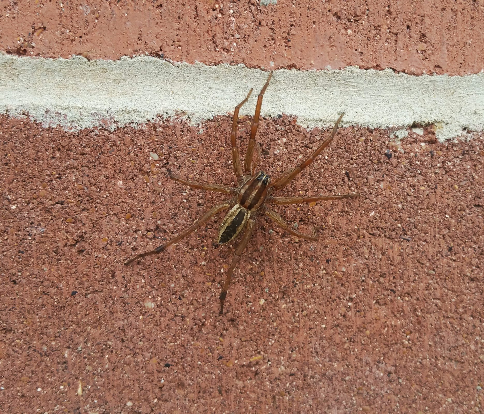 Spiders in Massachusetts